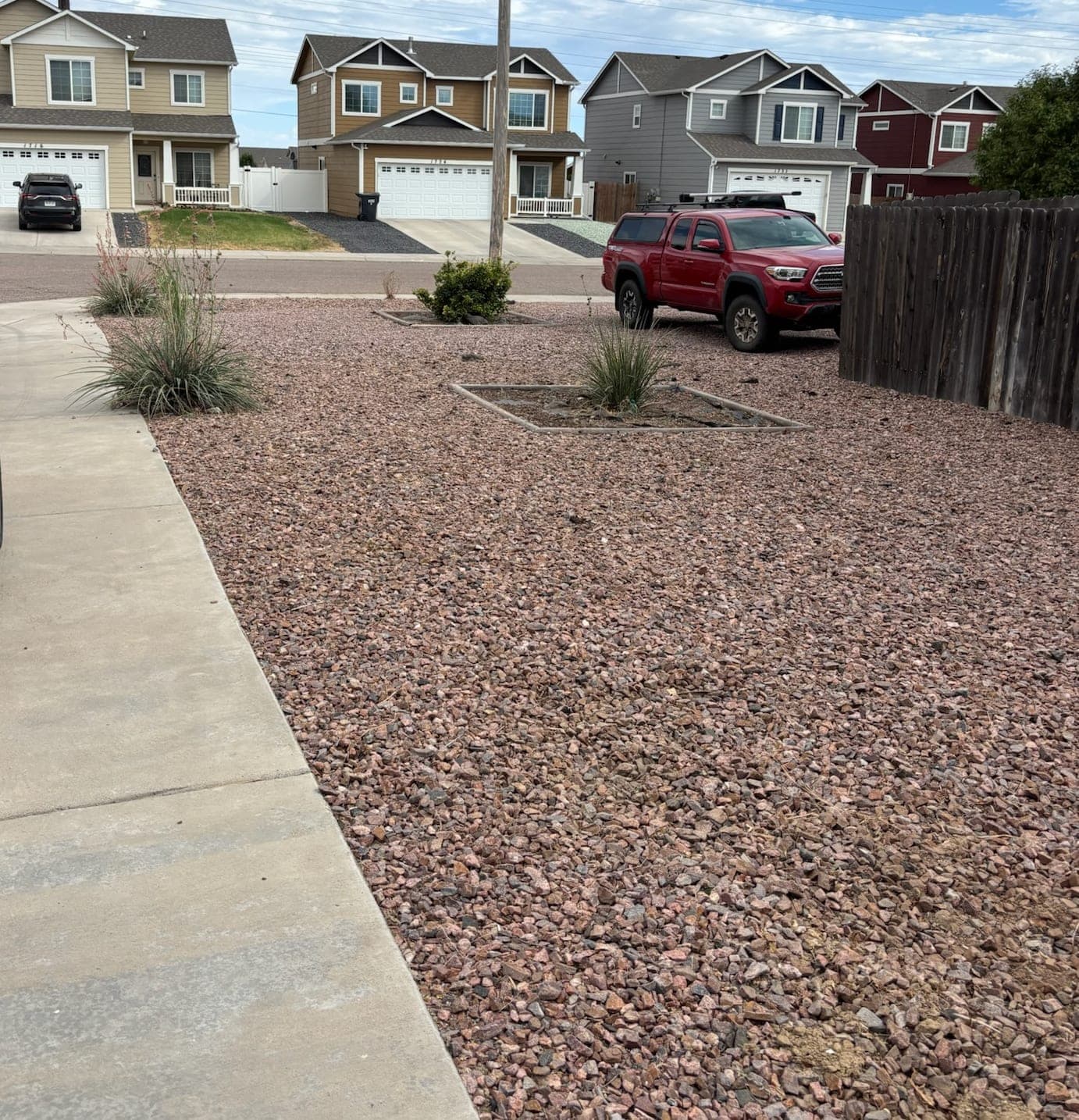 After: the same front yard the next day, the pink rock bed cleared of weeds with the shrubs kept and mulched